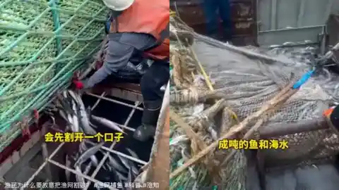 渔民为什么故意把渔网割破