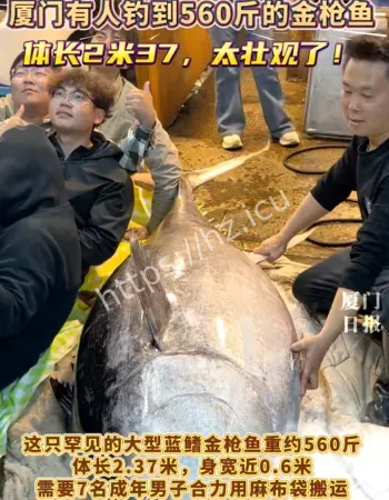 钓到560斤金枪鱼