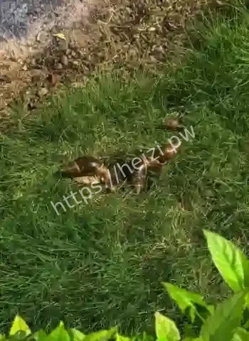 非洲巨型蜗牛疯狂扩散
