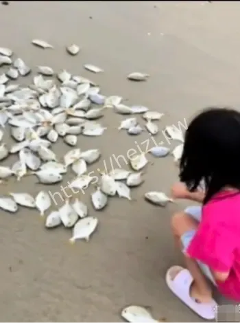 台风过后海滩大量金鲳鱼